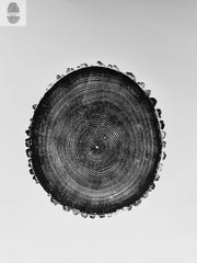 Hand-Pressed Ash Tree Ring Print — packaging and unboxing view