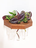 Octagon Wood Propagation Station Shelf