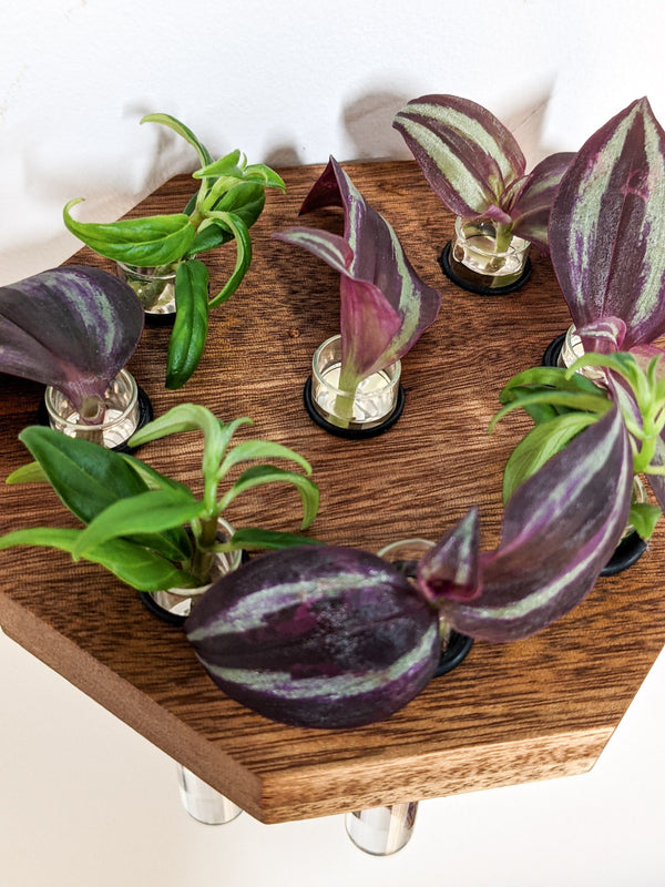 Octagon Wood Propagation Station Shelf