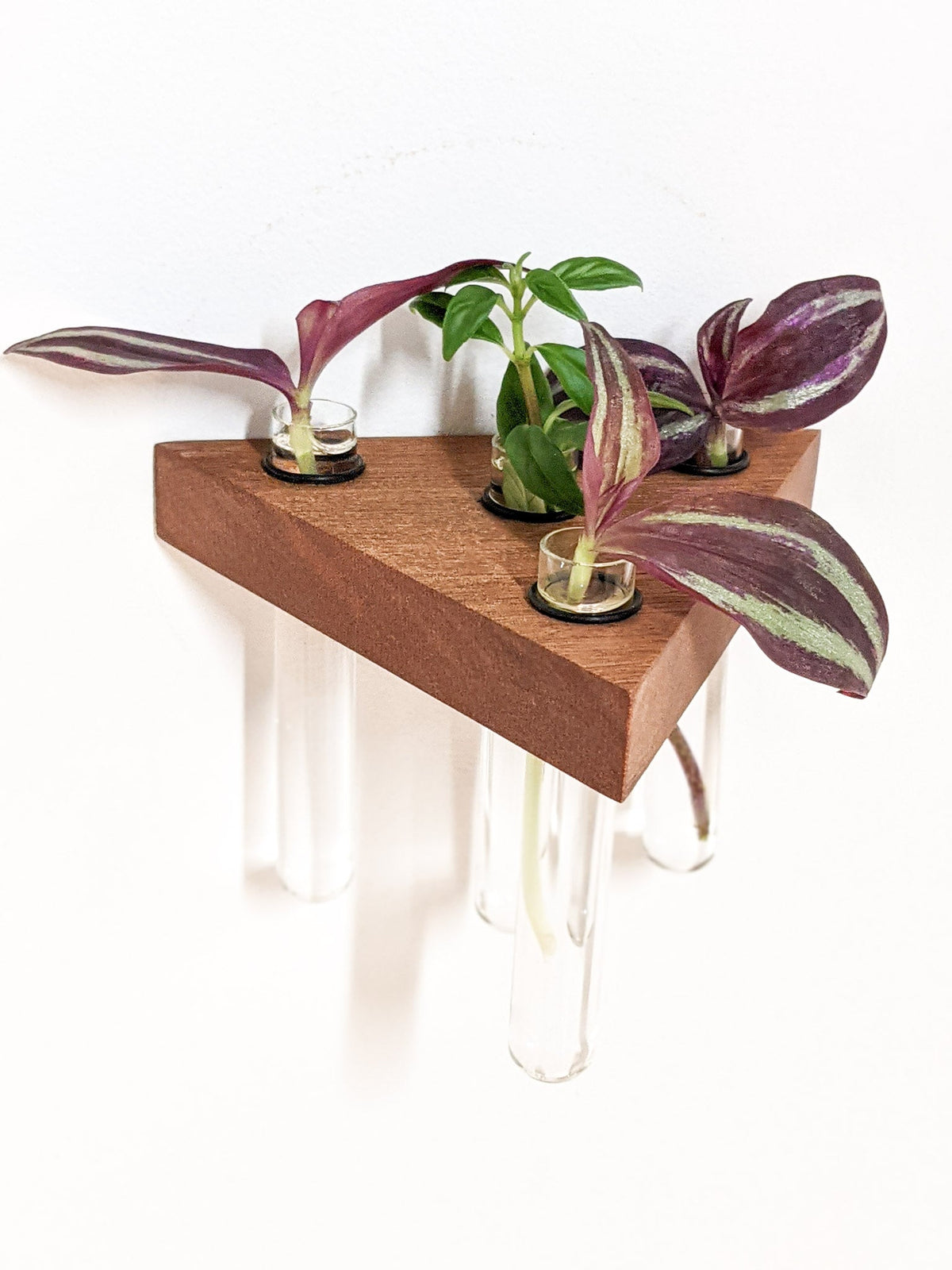 Your cuttings, hanging right where you can see them