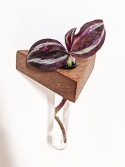Triangle Wood Propagation Station Shelf