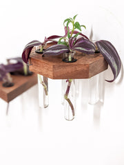 Octagon Wood Propagation Station Shelf