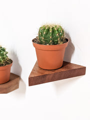 Triangle Floating Wood Display Shelf