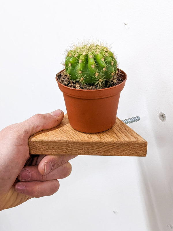 Triangle Floating Wood Display Shelf