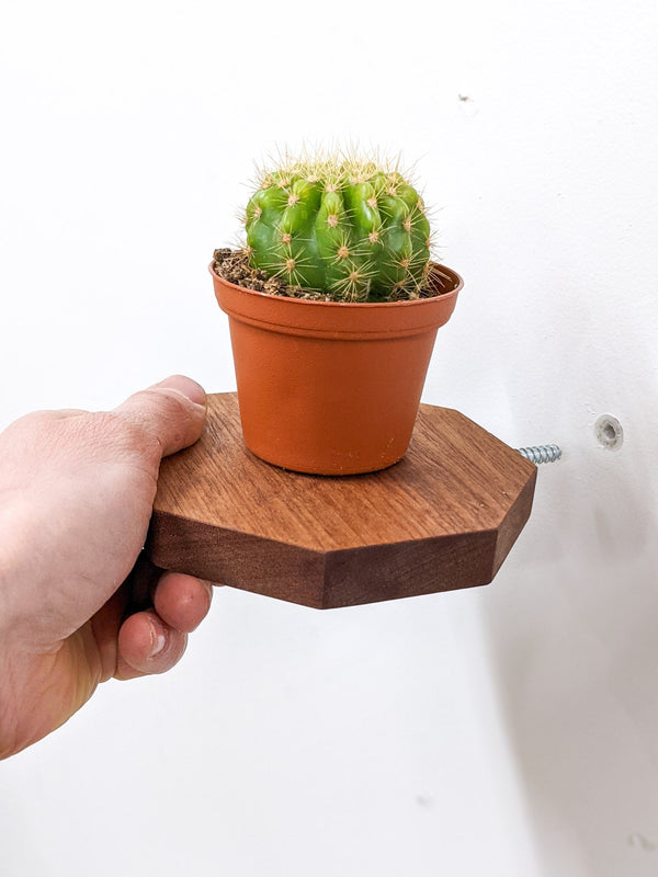 Octagon Floating Wood Display Shelf