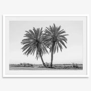 Black & White Desert Palms Art Print