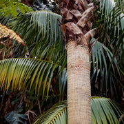 Botanical Palm Archival Art Print