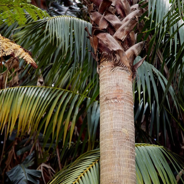 Botanical Palm Archival Art Print