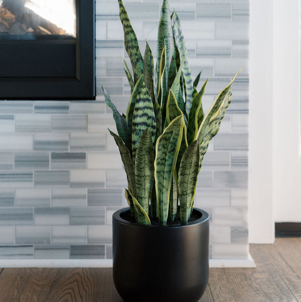 30-Inch Faux Snake Plant in Matte Black Planter