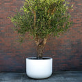Wide-Rim Lightweight Round Planter