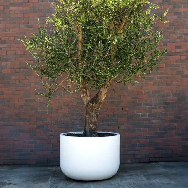 Wide-Rim Lightweight Round Planter