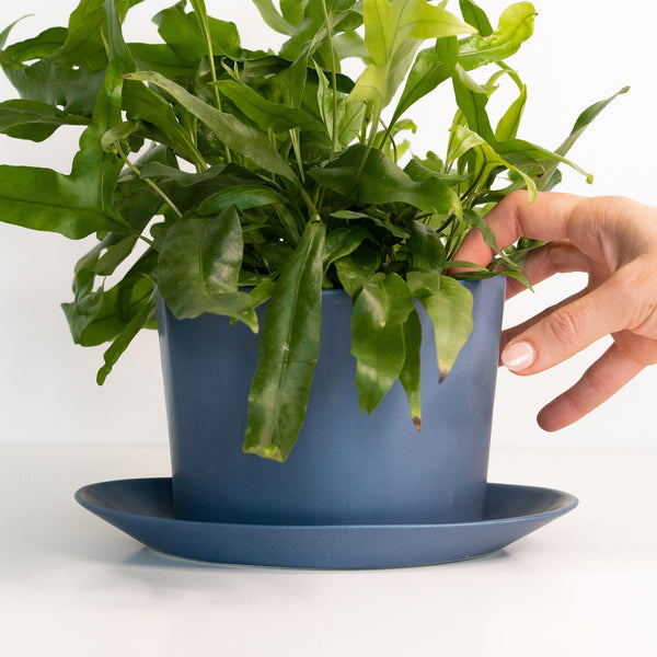 Oval Porcelain Planter with Catchall Tray styled on a console with ceramics and books