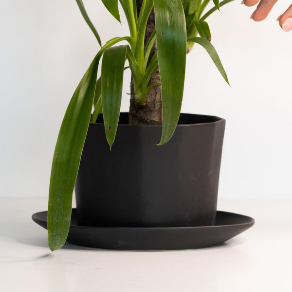 Oval Porcelain Planter with Catchall Tray — alternate size option with plant styling