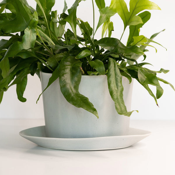 Oval Porcelain Planter with Catchall Tray — scale reference and proportion detail