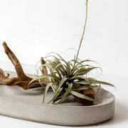 Micro Terrazzo Concrete Oval Platter in a styled home setting
