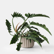 Wrap Planter - 4 sizes — additional product view 12