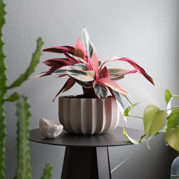 Wrap Planter - 4 sizes holding a trailing plant on a patio