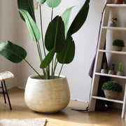 Scored Globe Cement Planter
