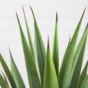 Artificial Agave Plant Nursery Pot