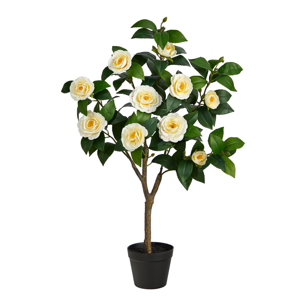 The bloom that stays through every season