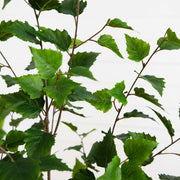 Faux Birch Indoor Tree
