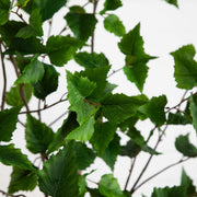 Real Touch Artificial Birch Tree