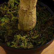 Tall Artificial Eucalyptus Indoor Tree