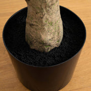 Artificial Indoor Maple Tree