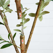 Tall Artificial Olive Tree