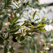 Faux Silk Potted Olive Tree