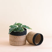 Handwoven Seagrass Catch-All Basket Set