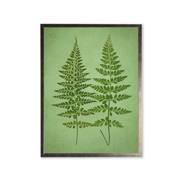 Botanical Fern Silver-Frame Print