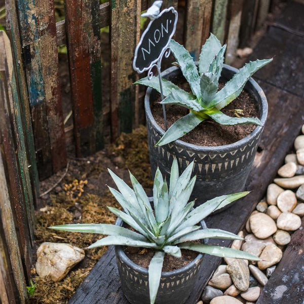 Hand-Etched Cement Planter