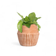 Fluted Terracotta Hand-Thrown Planter