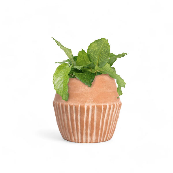 Fluted Terracotta Hand-Thrown Planter