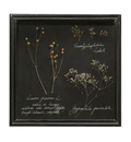 Dried Botanical Specimen Shadow Box — Dark-backed shadow box with dried botanicals and naturalist field-journal script