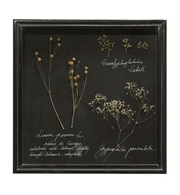 Dried Botanical Specimen Shadow Box — Dark-backed shadow box with dried botanicals and naturalist field-journal script