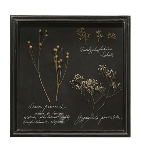 Dried Botanical Specimen Shadow Box — Dark-backed shadow box with dried botanicals and naturalist field-journal script