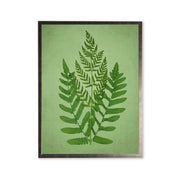 Silver-Frame Botanical Fern Print
