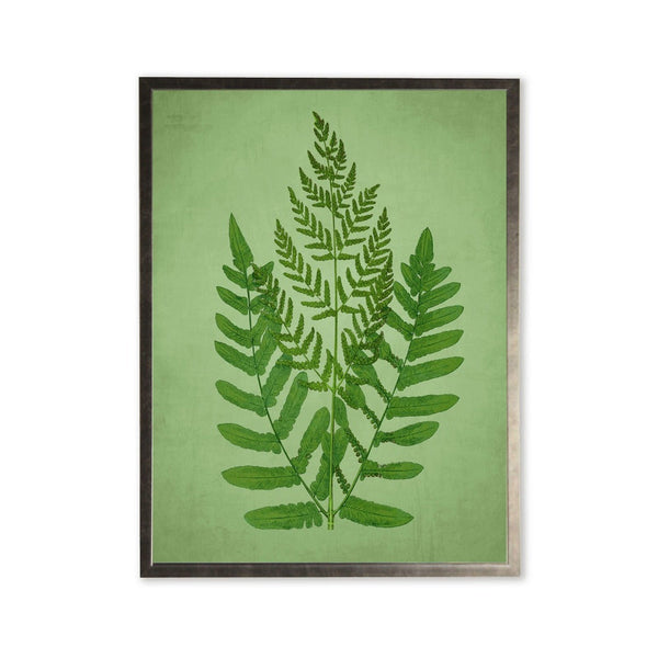 Silver-Frame Botanical Fern Print