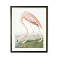Vintage Flamingo Framed Art Print