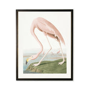 Vintage Flamingo Framed Art Print
