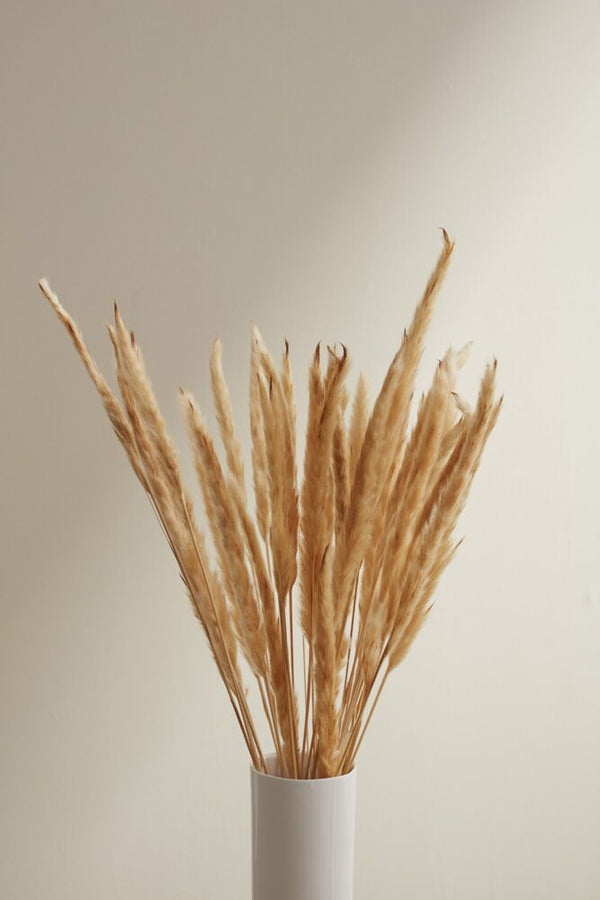 Fluffy Dried Pampas Grass Bundle