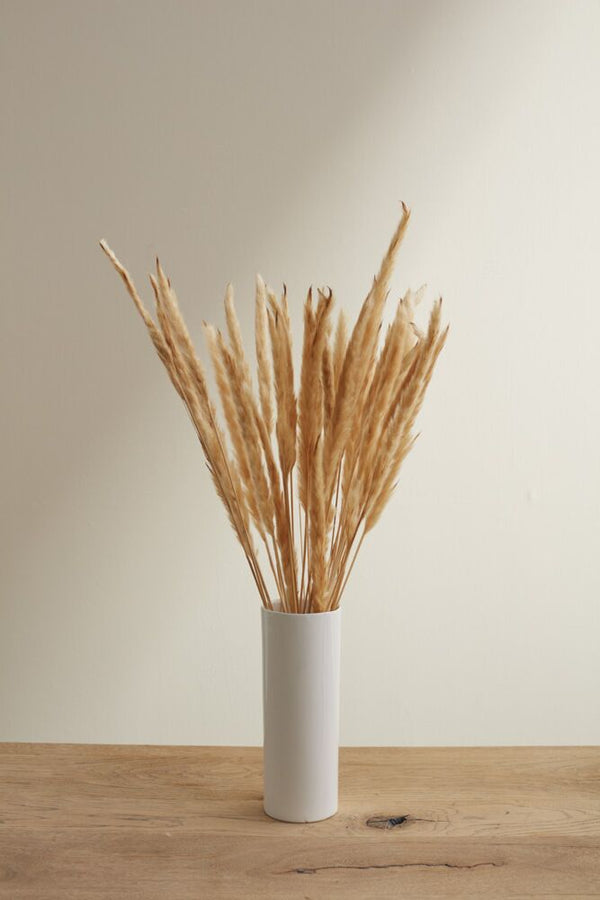 Fluffy Dried Pampas Grass Bundle