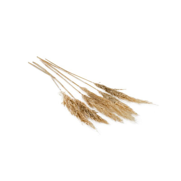 Fluffy Dried Pampas Grass Bundle