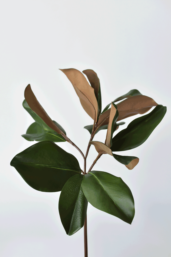 Two-Tone Faux Magnolia Leaf Stem