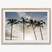 Matte Photographic Palm Tree Print