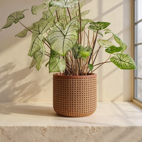 Rattan-Weave Cement Planter against cream microcement with warm steel-window grid shadows
