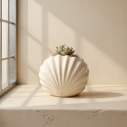 Cream White Gypsum Clam Shell Mini Planter against cream microcement with steel-window grid shadows