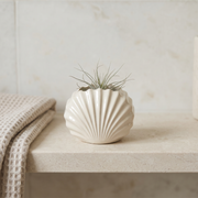 Gypsum Clam Shell Mini Planter